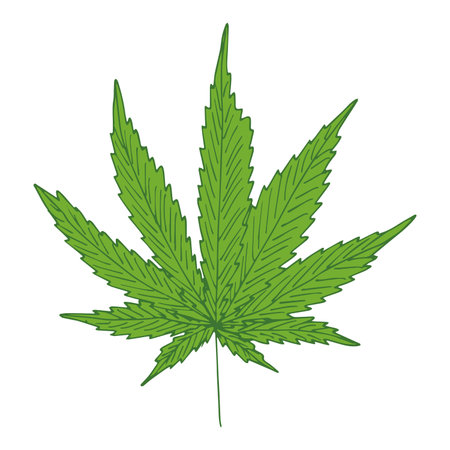 Hand drawn cannabis leaf Medicine marijuana Hemp leaves clipart in doodle style Single element for print, web, design, decorのイラスト素材