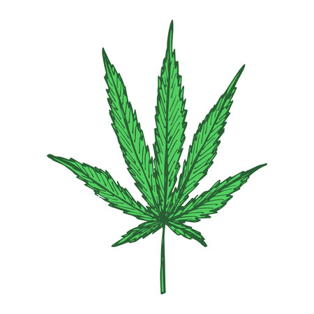 Hand drawn cannabis leaf Medicine marijuana Hemp leaves clipart in doodle style Single element for print, web, design, decorのイラスト素材