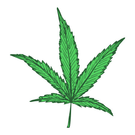 Hand drawn cannabis leaf Medicine marijuana Hemp leaves clipart in doodle style Single element for print, web, design, decorのイラスト素材