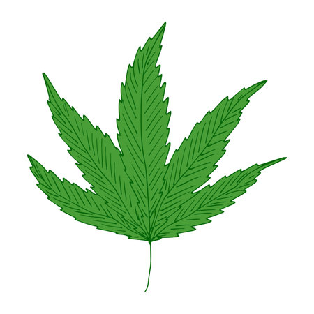 Hand drawn cannabis leaf Medicine marijuana Hemp leaves clipart in doodle style Single element for print, web, design, decorのイラスト素材