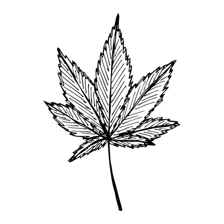Hand drawn cannabis leaf Medicine marijuana Hemp leaves clipart in doodle style Single element for print, web, design, decorのイラスト素材
