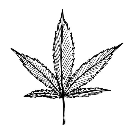 Hand drawn cannabis leaf Medicine marijuana Hemp leaves clipart in doodle style Single element for print, web, design, decorのイラスト素材