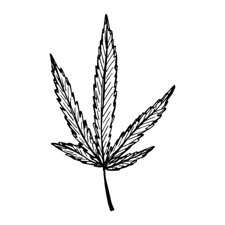 Hand drawn cannabis leaf Medicine marijuana Hemp leaves clipart in doodle style Single element for print, web, design, decorのイラスト素材