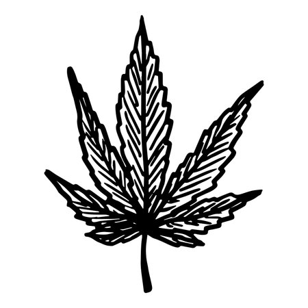 Hand drawn cannabis leaf Medicine marijuana Hemp leaves clipart in doodle style Single element for print, web, design, decorのイラスト素材