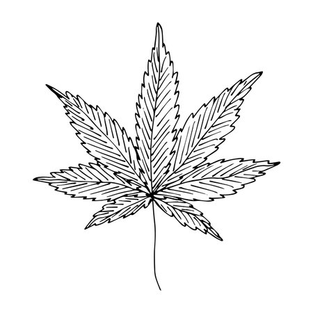 Hand drawn cannabis leaf Medicine marijuana Hemp leaves clipart in doodle style Single element for print, web, design, decorのイラスト素材