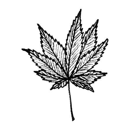 Hand drawn cannabis leaf Medicine marijuana Hemp leaves clipart in doodle style Single element for print, web, design, decorのイラスト素材
