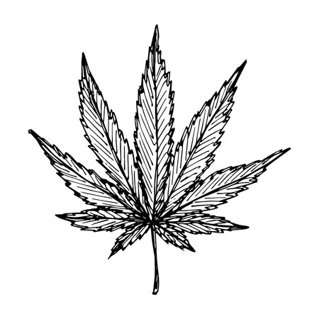 Hand drawn cannabis leaf Medicine marijuana Hemp leaves clipart in doodle style Single element for print, web, design, decorのイラスト素材