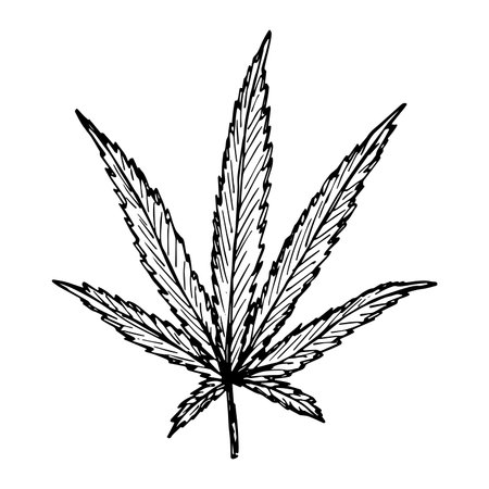 Hand drawn cannabis leaf Medicine marijuana Hemp leaves clipart in doodle style Single element for print, web, design, decorのイラスト素材