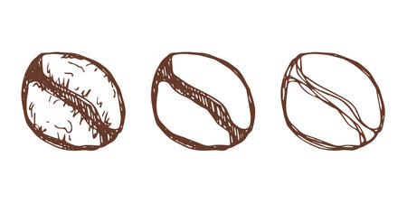 Set of hand drawn fresh roasted coffee bean Arabica robusta seed doodle Single element for design print packaging label decorのイラスト素材