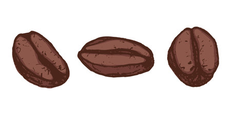 Set of hand drawn fresh roasted coffee bean Arabica robusta seed doodle Single element for design print packaging label decorのイラスト素材
