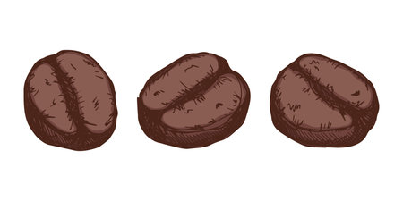 Set of hand drawn fresh roasted coffee bean Arabica robusta seed doodle Single element for design print packaging label decorのイラスト素材