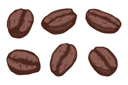 Set of hand drawn fresh roasted coffee bean Arabica robusta seed doodle Single element for design print packaging label decorのイラスト素材