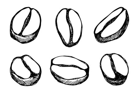 Set of hand drawn fresh roasted coffee bean Arabica robusta seed doodle Single element for design print packaging label decorのイラスト素材