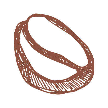 Hand drawn fresh roasted coffee bean Arabica robusta seed doodle Single element for print, web, design, decorのイラスト素材
