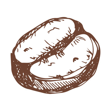 Hand drawn fresh roasted coffee bean Arabica robusta seed doodle Single element for print, web, design, decorのイラスト素材