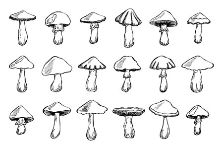 Hand drawn mushroom doodle set Botanical illustration Cute autumn mushroom Healthy eco food Organic vegetarian food For stickers, greeting card, design, print, packaging, decor, kids booksのイラスト素材