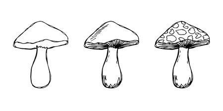 Hand drawn mushroom doodle set Botanical illustration Cute autumn mushroom Healthy eco food Organic vegetarian food For stickers, greeting card, design, print, packaging, decor, kids booksのイラスト素材