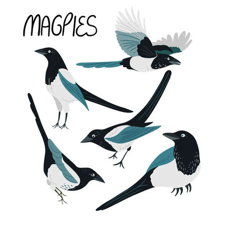 Vector set of cute magpie birds in flat style isolated on white backgroundのイラスト素材