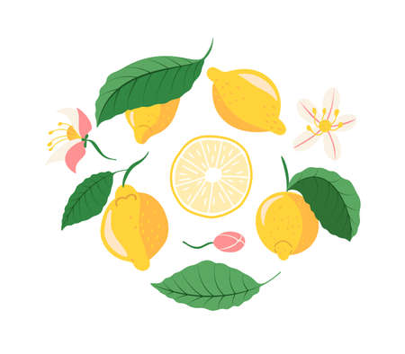 Cute and juicy lemons with leaves and flowers vector set of clip art isolated on white backgroundのイラスト素材