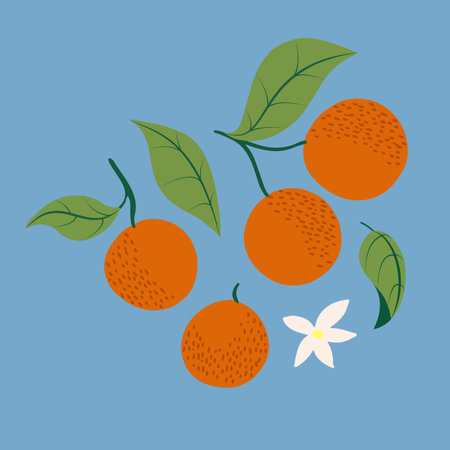 Cute oranges with polka dot, leaves and flowers vector set of clip art isolated on sky blue backgroundのイラスト素材