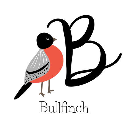 Capital letter B for Bullfinch with red feathers, childish alphabet with little birds nameのイラスト素材
