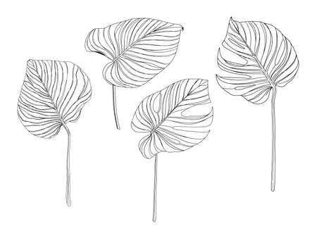 Hand drawn linear palm plant leaves, isolated on white background, contour vector illustrationのイラスト素材