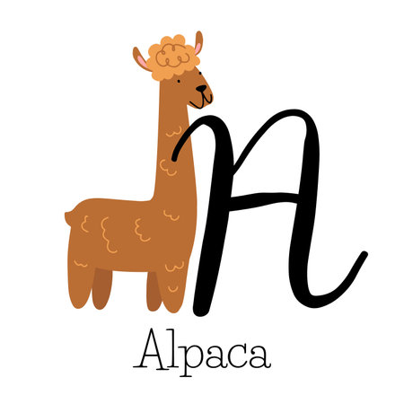 Capital letter A for Alpaca, with fluffy long neck alpaca, childish alphabet with the name of the animal, hand drawn vector illustrationのイラスト素材