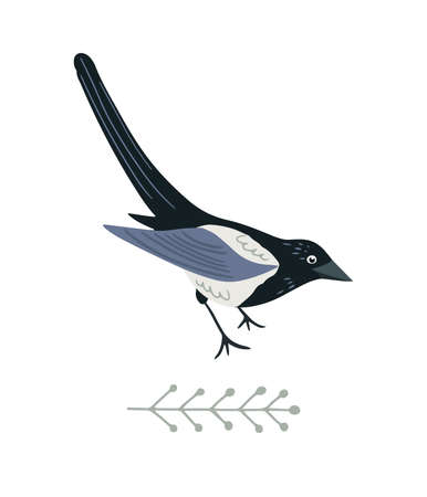 Hand drawn magpie bird in flat style , isolated vector illustrationのイラスト素材