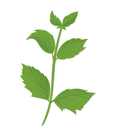 Peppermint plant, hand drawn vector illustration in flat designのイラスト素材