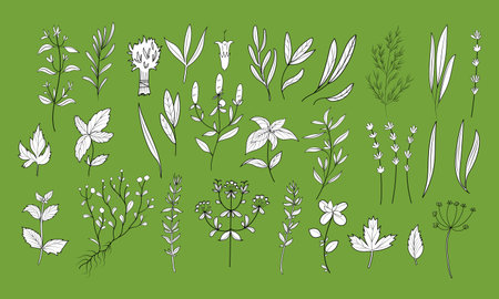 Big set with hand drawn Provence herbs and plants in outline style, isolated vector illustrationのイラスト素材