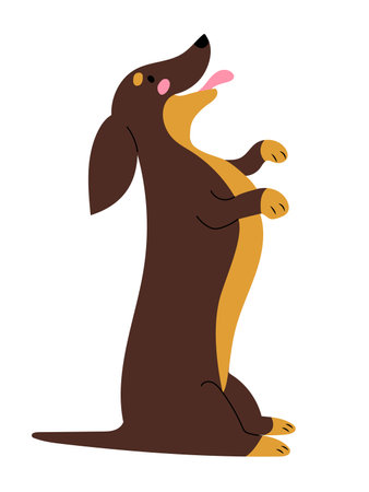 Little Dachshund sitting on his back legs and tail, asking for a treat. Flat design vector illustrationのイラスト素材