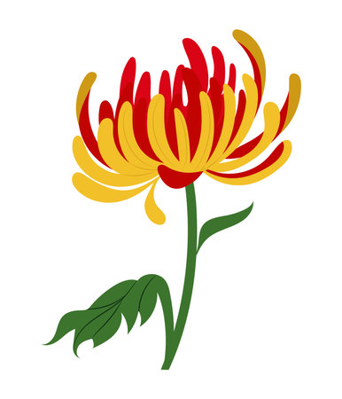 Traditional Japanese Chrysanthemum flower, with red and gold petals. Hand drawn isolated vector illustration in flat designのイラスト素材