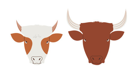 Bull and cow portraits, domestic animals heads. Hand drawn isolated vector illustration in flat designのイラスト素材