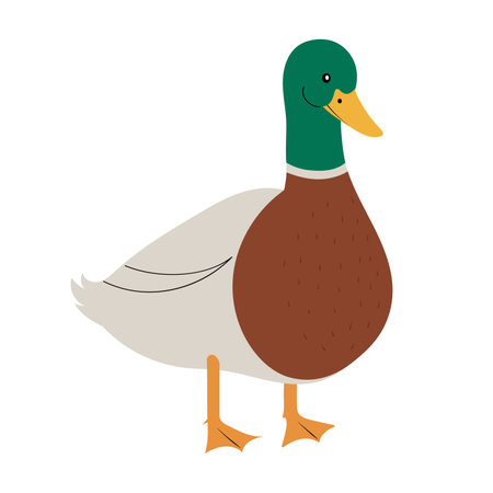 Cute mallard duck, hand drawn vector illustration in flat designのイラスト素材