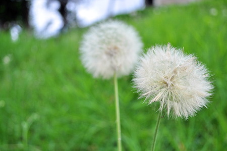 Dandelionの写真素材