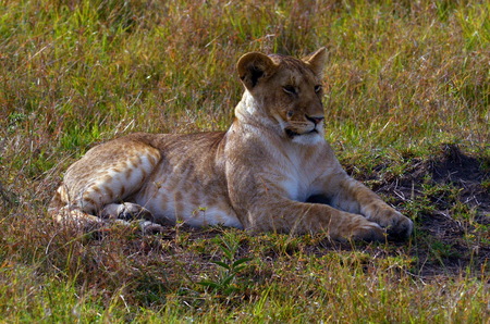 Resting lionessの写真素材