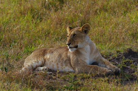 Young lionessの写真素材