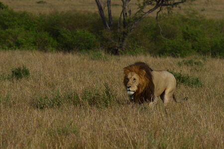 Walking lionの写真素材