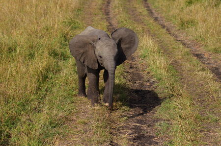 Baby elephantの写真素材