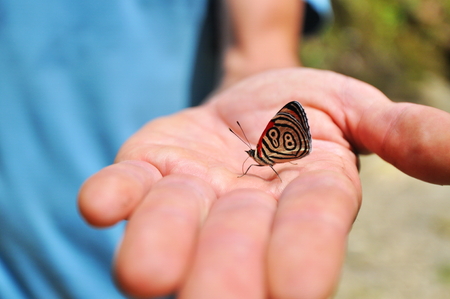 Butterfly with numbwrs on wingsの写真素材