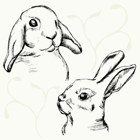 Rabbits muzzle sketchのイラスト素材