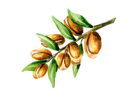 Branch of the argan tree, can be used as a design element for the decoration of cosmetic or food products using argan oil. Hand-drawn watercolor sketchの写真素材
