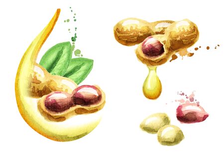 Peanut oil setの写真素材