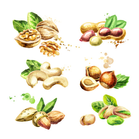 Nuts set. Watercolor hand-drawn illustrationの写真素材