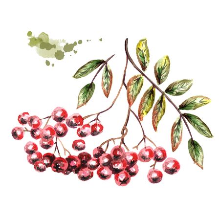 Bunch of Rowan. Watercolor handdrawn illustrationの写真素材