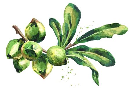 Macadamia branch with nuts on white background. Watercolor hand-drawn illustrationの写真素材