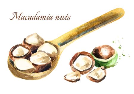Macadamia nuts in the spoon. Watercolor hand drawing illustrationの写真素材