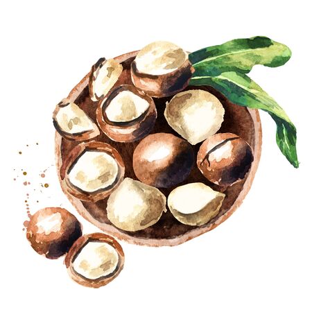 Plate of macadamia nuts, top view. Watercolor illustrationの写真素材