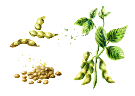 Soybean plant with leaves, pods and beans set. Watercolor hand drawing illustrationの写真素材