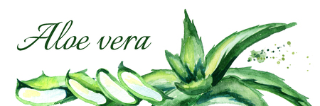 Organic Aloe vera horizontal illustration. Hand drawn watercolorの写真素材